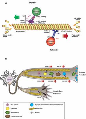 Anterograde Axonal Transport in Neuronal Homeostasis and Disease